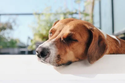 Dog sleeping with head propped up, enjoying the patio on summer day. Funny or odd sleeping position in a save environment or protect dogs from summer heat. Female harrier mix dog. Selective focus.Local: VancouverIndexador: Petra RichliFonte: 624479320<!-- NICAID(15646351) -->