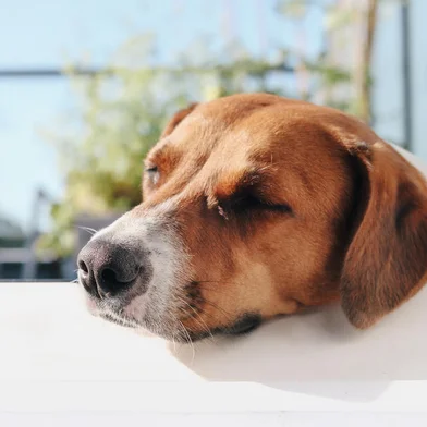 Dog sleeping with head propped up, enjoying the patio on summer day. Funny or odd sleeping position in a save environment or protect dogs from summer heat. Female harrier mix dog. Selective focus.Local: VancouverIndexador: Petra RichliFonte: 624479320<!-- NICAID(15646351) -->