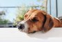 Cães com pelagem curta perdem mais pelo? Especialista responde