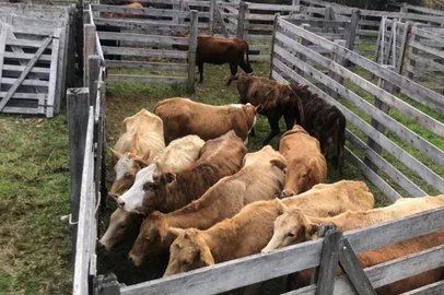 48 animais foram doados para a prefeitura de Cambará do Sul para leilão. O dinheiro será usado para ajudar hospital municipal. Leilão ocorre nesta sexta-feira (20). <!-- NICAID(15573633) -->