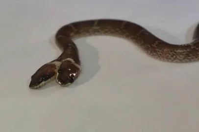 Cobra com duas cabeças e quatro olhos é resgatada na Índia; entenda a condição rara<!-- NICAID(16386079) -->