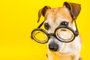 Smart dog in glasses on yellow backgeound. Horizontal banner. Back to school theme.Visão de pets, cachorro, óculos. Foto: Fly_dragonfly  / stock.adobe.comIndexador: Kalamurza_photographerFonte: 217105426<!-- NICAID(15184870) -->