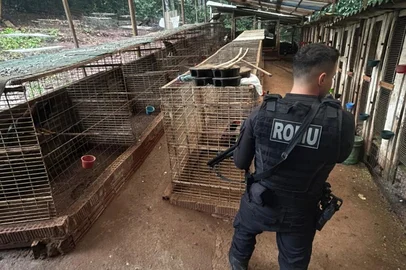 A Polícia Civil de Bento Gonçalves está investigando dois homens, sem idades informadas, por promoverem uma rinha de galos no interior da cidade, na tarde deste sábado (28). No espaço, foram encontradas diversas aves feridas e uma morta.<!-- NICAID(16069772) -->