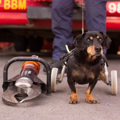 S.O.S Peludos lança calendário 2023 em parceria com o Corpo de Bombeiros de Caxias do Su<!-- NICAID(15255960) -->