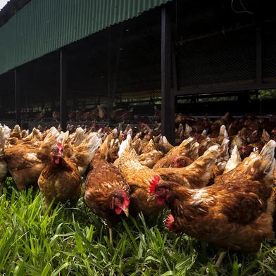 MORRO REUTER, RS, BRASIL, 26-01-2018: Galinhas livres na Agrovícola Filippsen, em Morro Reuter. (Foto: Mateus Bruxel / Agência RBS)<!-- NICAID(13385486) -->