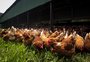 Funcionários em contato com aves em granja com foco de gripe aviária são monitorados
