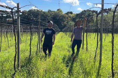 programa lançado em setembro pelo Consevitis-RS, na Serra, quer ampliar a sustentabilidade no setor vitivinícola<!-- NICAID(16154796) -->