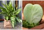Acha difícil cuidar de plantas? Listamos cinco espécies resistentes para iniciantes