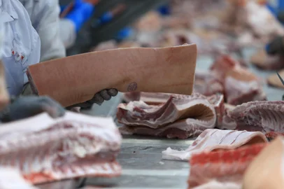 SANTA ROSA, RS, BRASIL - Alibem é uma empresa brasileira do ramo alimentício, fundada no ano de 2000 no Rio Grande do Sul. Atua no segmento de proteína animal, tendo como base duas marcas: a ALIBEM, produtora de carne suína e a AGRA, produtora de carne bovina. Fotos feitas na unidade de Santa Rosa, onde são abatidos 3.100 porcos ao dia.Indexador: Jefferson Botega<!-- NICAID(14069861) -->
