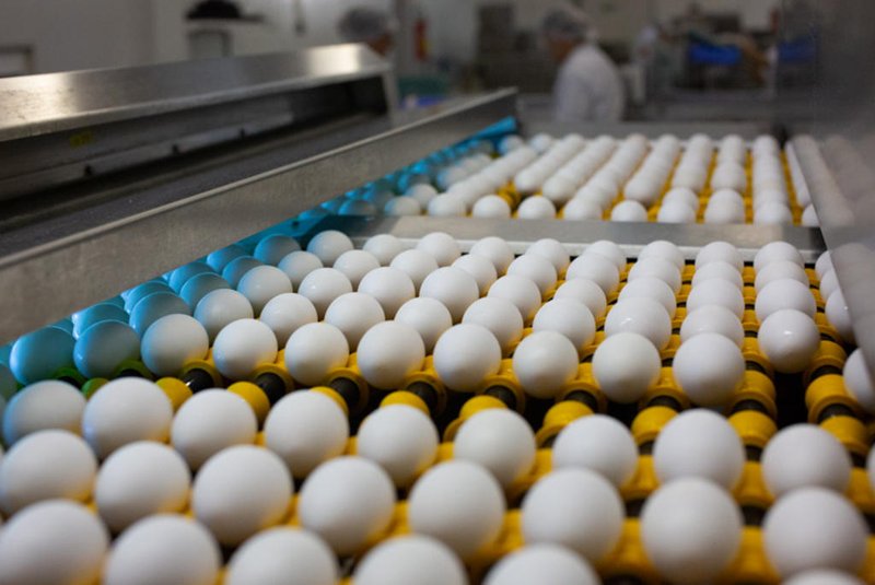 Em cinco meses, exportações de ovos de 2023 superam os doze meses do ano anterior<!-- NICAID(15467449) -->