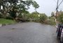 Chuva e vento derrubam árvores e bloqueiam ruas em Pelotas