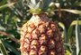 Produção gaúcha de abacaxis tem frutos menores e oferta reduzida neste verão