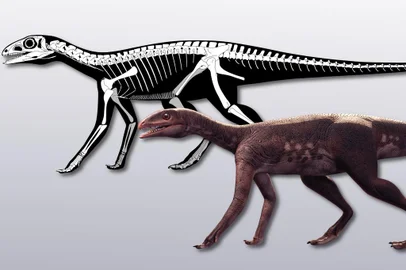 Sacisaurus agudoensis  - Um pequeno animal que viveu há 225 milhões de anos no Rio Grande do Sul pode ser o ancestral mais antigo dos dinossauros ornitísquios, que tinham chifres e armaduras, e o primeiro desta linhagem no Brasil. É o que constataram pesquisadores da Universidade Federal de Santa Maria (UFSM), que publicaram, nesta terça-feira (25), o estudo no periódico britânico Biology Letters.A pesquisa propõe uma alteração na base da árvore evolutiva dos ornitísquios, mostra que este grupo não era apenas herbívoro _ os primeiros seriam carnívoros _ e inclui de volta à linhagem dos dinossauros os silessaurídeos, até então conhecidos apenas como parentes próximos dos dinos. Neste grupo, está o Sacisaurus agudoensis, que foi encontrado em Agudo, no Rio Grande do Sul.<!-- NICAID(14576432) -->