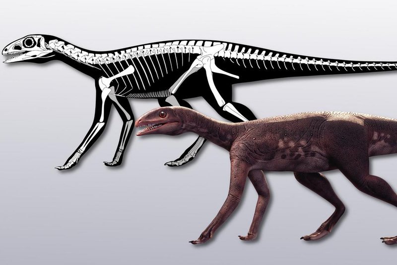 Novo estudo mostra como eram lábios e dentes do Tiranossauro Rex