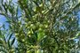 Cultivo de oliveira no RS<!-- NICAID(15323610) -->
