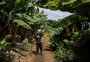 Por que a banana produzida no Litoral Norte é mais doce e tem menos agrotóxicos do que a de outros Estados