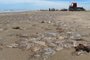 Águas-vivas são vistas na areia da Praia do Cassino, próximas da guarita 17<!-- NICAID(15645468) -->