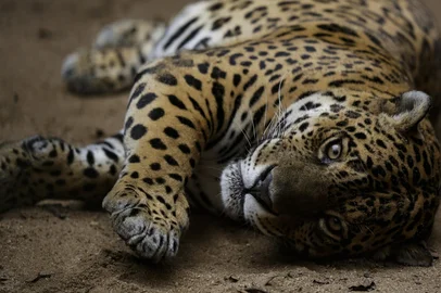 SAPUCAIA DO SUL, RS, BRASIL, 21-05-2020: Onça. Zoológico de Sapucaia, na região metropolitana de Porto Alegre, se prepara para voltar a receber visitantes. A instituição foi fechada por pelo menos dois meses para o público, mas os animais continuaram a receber todos os cuidados. (Foto: Mateus Bruxel / Agência RBS)Indexador: Mateus Bruxel<!-- NICAID(14505129) -->