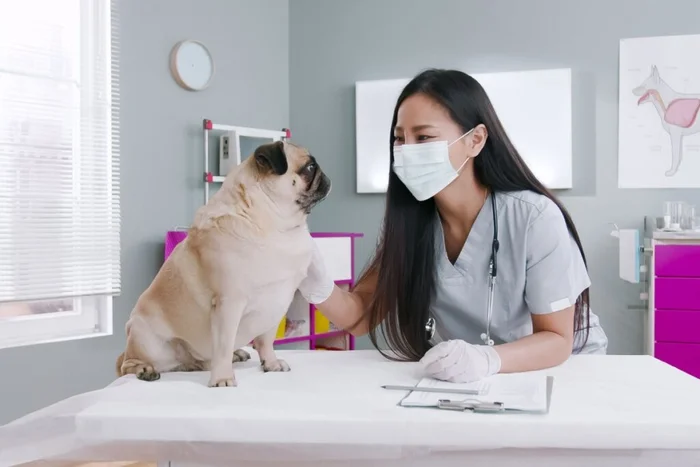 VesnaArt / Shutterstock | Portal EdiCase