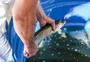 Feira do Peixe Vivo começa no dia 31, na Praça Dante Alighieri, em Caxias do Sul