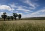 Mata Atlântica é o bioma predominante em 337 municípios do RS; Pampa prevalece em 160 