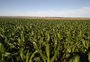 Chuva ameniza perdas no milho, mas previsão de seca preocupa produtores do norte do RS