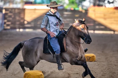 Classificatória final do Freio de Ouro, em Esteio. Na foto, a égua Erva Braba do Iguatamã. <!-- NICAID(15832043) -->