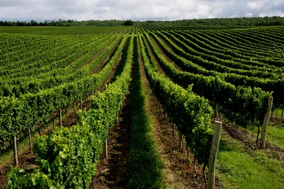 ‘Seival Wine Day’ marca estreia do enoturismo na Vinícola Seival, em Candiota<!-- NICAID(16383087) -->