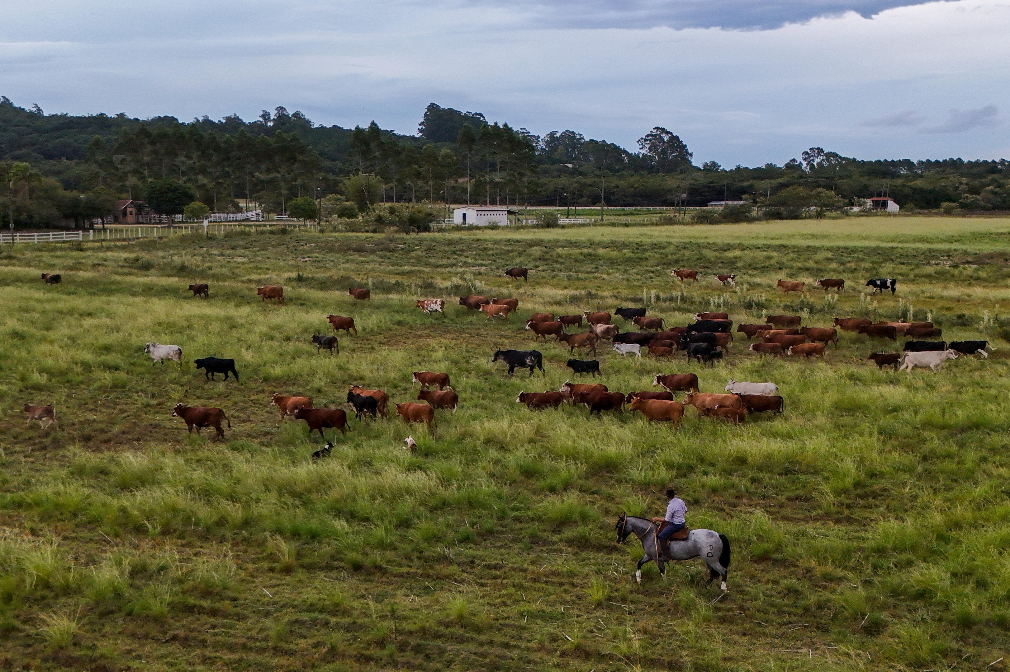 Na semana do anivers&aacute;rio de Porto Alegre, conhe&ccedil;a a cabanha que hospeda cavalos, cria bois e faz tiro de la&ccedil;o a 30km do Centro
