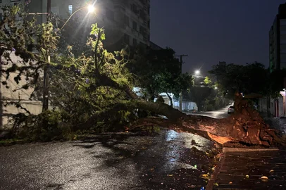 Eduardo Paganella / Agência RBS árvore caída na monsenhor veras<!-- NICAID(16163504) -->