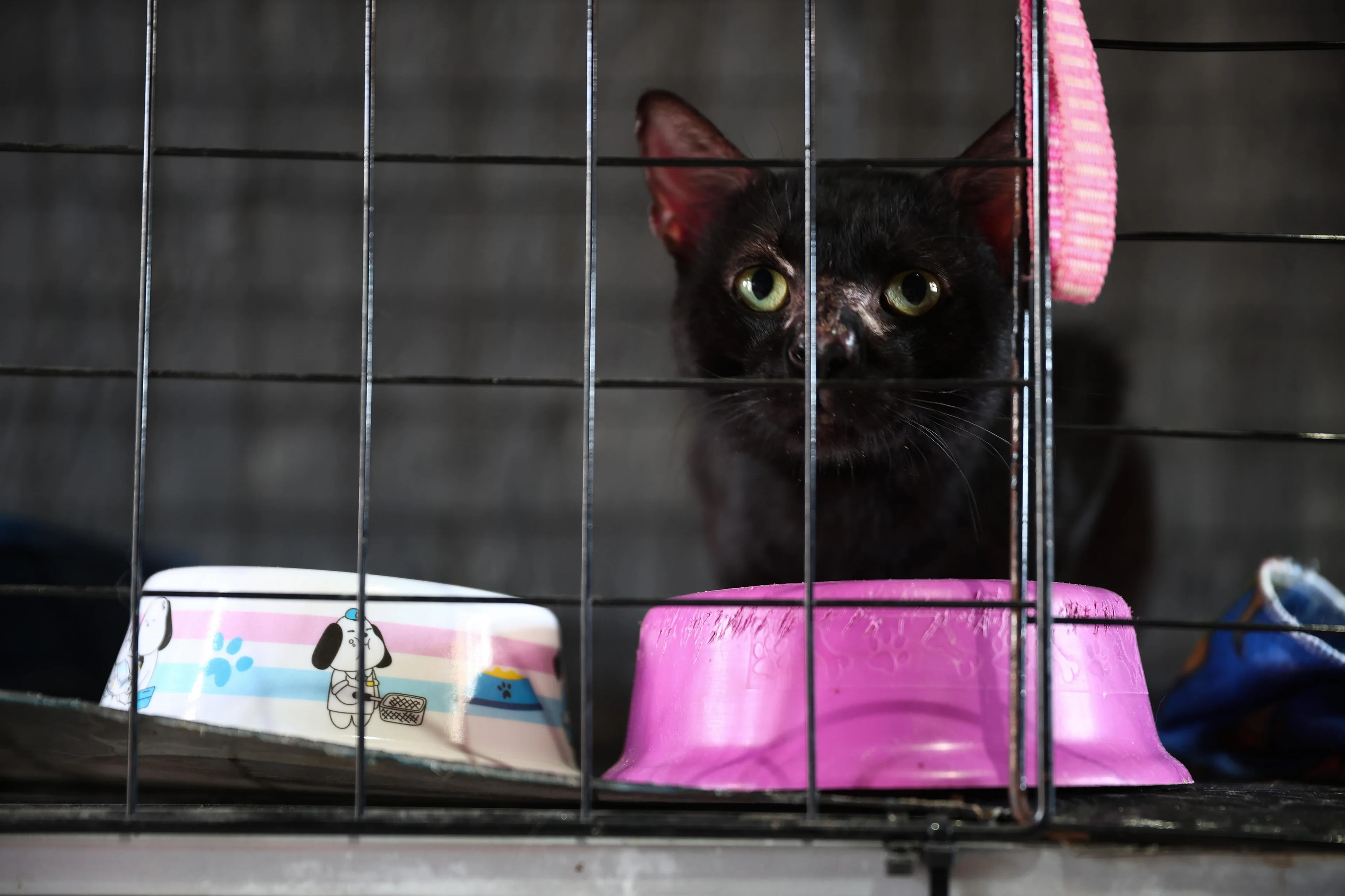 Jonathan Heckler/Agencia RBS