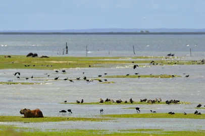 RS, BRASIL - 30-04-2015 - Estação Ecológica do Taim (ESEC Taim) é uma unidade de conservação de proteção integral da natureza localizada no sul do estado do Rio Grande do Sul.(FOTO: LAURO ALVES/AGÊNCIA RBS)<!-- NICAID(11376991) -->
