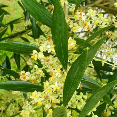 Floração de olivais no RS<!-- NICAID(15230054) -->