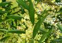 A tendência para a produção de azeite de oliva no RS que é apontada pelas flores