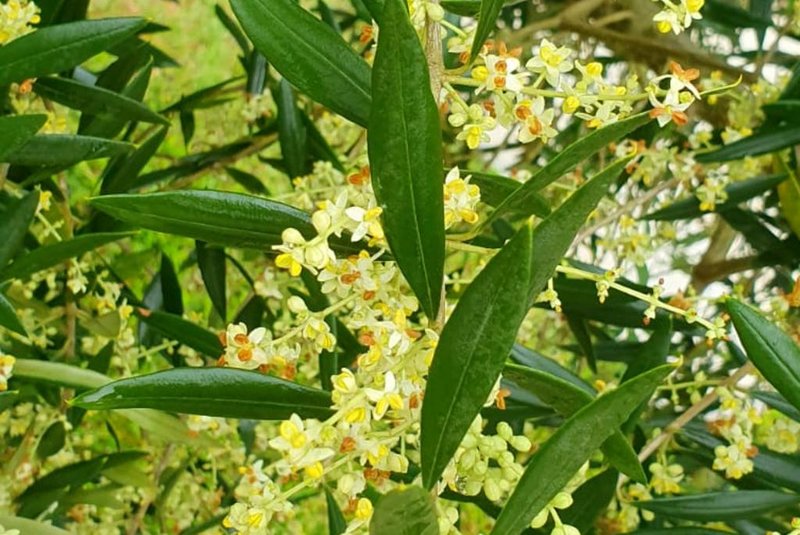 Floração de olivais no RS<!-- NICAID(15230054) -->