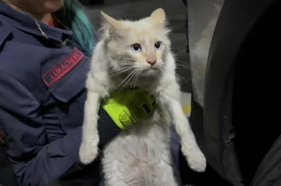 Corpo de Bombeiros / Divulgação Gato é resgatado pelos bombeiros após ficar preso no interior de veículo em Bento Gonçalves.<!-- NICAID(16162686) -->