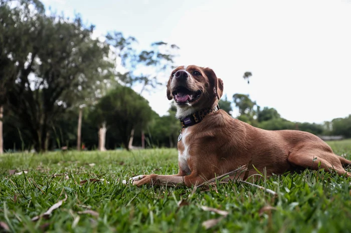 Jonathan Heckler / Agencia RBS