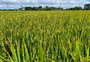 Primeiro levantamento aponta área de arroz 7,5% maior no RS 