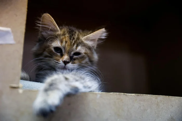 Camila Hermes / Agencia RBS