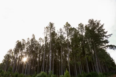 SÃO FRANCISCO DE PAULA, RS, BRASIL, 18/07/2023. Madeireira Rauber & Cesa Ltda atua com pinus em São Francisco de Paula, com exportação para diferentes países do mundo. (Neimar De Cesero/Agência RBS)<!-- NICAID(15486194) -->