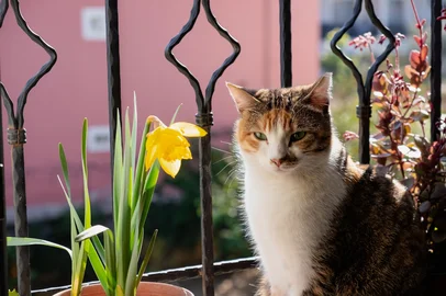 gato<!-- NICAID(16316126) -->