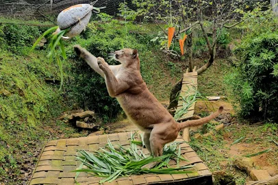 Animais do Gramadozoo ganham peixes na Páscoa<!-- NICAID(15719193) -->