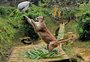 Animais de zoológico de Gramado brincam com ovos de Páscoa; veja fotos