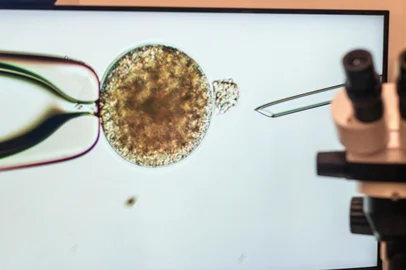 InVitro Equinos / Divulgação Primeiro laboratório de ICSI para equinos no Sul do Brasil começa a operar no Rio Grande do Sul <!-- NICAID(16165075) -->