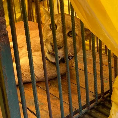 Puma atropelado em setembro, em Vacaria, é devolvido à natureza<!-- NICAID(14934529) -->