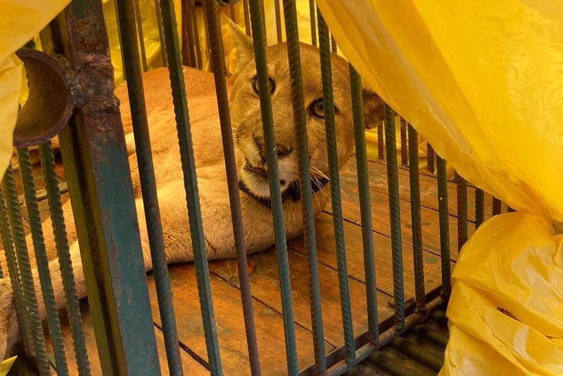Puma atropelado em setembro, em Vacaria, é devolvido à natureza<!-- NICAID(14934529) -->