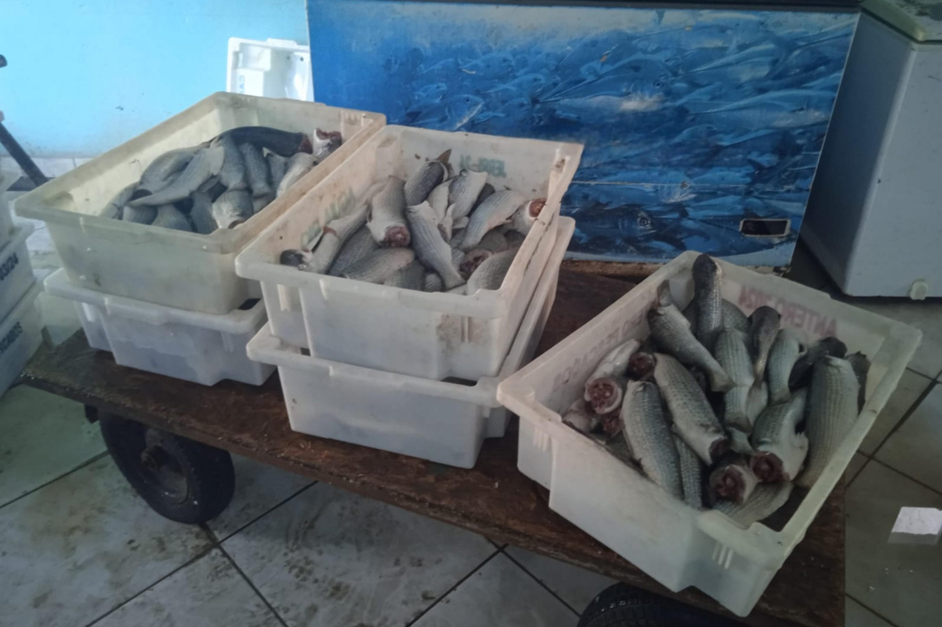 Pol&iacute;cia apreende mais de 550 quilos de peixes pescados ilegalmente em Rio Grande