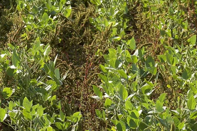 Planta invasora com alto potencial de dano coloca lavouras do RS em alerta fitossanitário<!-- NICAID(16267227) -->