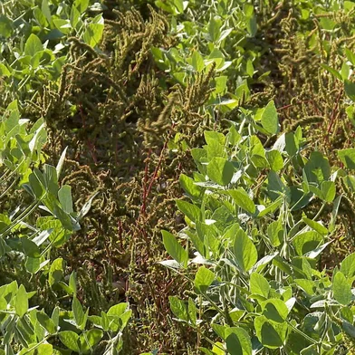 Planta invasora com alto potencial de dano coloca lavouras do RS em alerta fitossanitário<!-- NICAID(16267227) -->