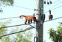 Cresce morte de bugios em cabos de energia na zona sul de Porto Alegre